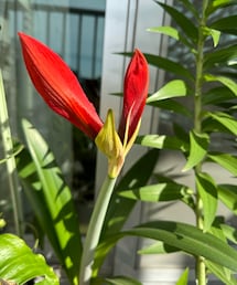 ヨガの先生から頂いたアマリリス🌺 | 今年も咲いてよかった✨(アウトドア/スポーツ)