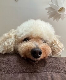 上から覗いてるチャコ🌸 | 私が気付くまでずっと見てたんだろうな🤣(ペットウェア)