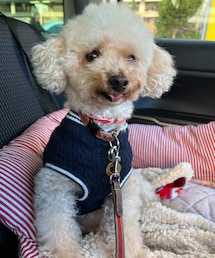 安定の助手席のチャコ🚗 | ペットウェア