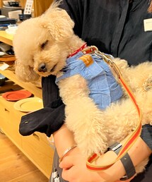 寝落ちするチャコ🌸 | ペットウェア