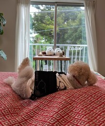 足上げチャコ🌸 | エクササイズしてるんよ💗(ペットウェア)