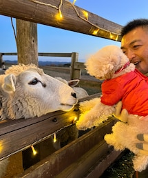 今年もファミリー牧場のイルミネーションをみたよ✨ | チャコはひつじさんとハイタッチ🙋‍♀️イルミネーションは今回全く撮れてませんでした🤣(ペットウェア)