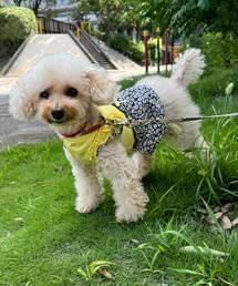 公園でお散歩チャコちゃん🌼 | ペットウェア