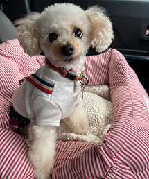 チャコはチェックの吊りスカートだよ💗 | ペットウェア