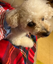 近いチャコ🌸 | ペットウェア