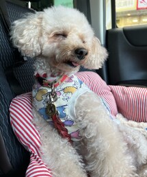 助手席で爆睡してるチャコ🌸 | 朝早くから出勤するから眠いのかもー💦(ペットウェア)