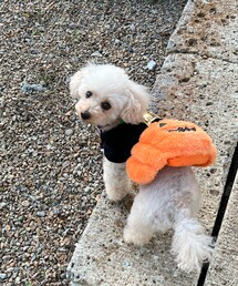 お留守番のチャコ🎃 | ペットウェア