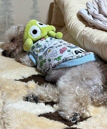 積まれたお布団の上で熟睡チャコ💤 | ペットウェア