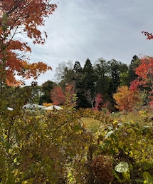 紅葉🍁 | お蕎麦屋さんのガーデン🍁(その他)