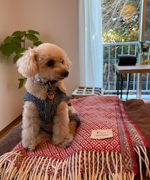 看板犬チャコ🌸 | ペットウェア