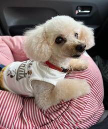 チャコは助手席だよ🌸 | ペットウェア