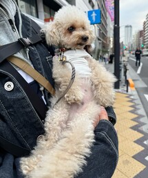 抱っこ大好きチャコ🌸 | 歩き疲れると抱っこをせがむチャコ。(ペットウェア)