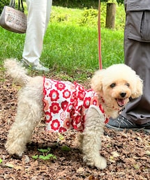 チャコは楽しい❤️ | ペットウェア