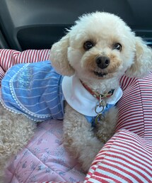 チャコはストライプワンピだよ💗 | ペットウェア