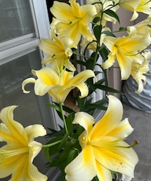 あまり良く撮れてないけどゴールデンカサブランカ✨ | 今年の春咲いた時のでーす🌸(フレグランス)