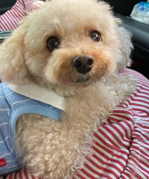 みなさん、今年もありがとー💗 | ペットウェア