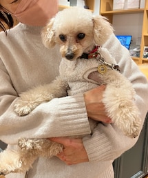 大好きな雑貨屋さんのお姉さんと同じ色のチャコ🤍 | ペットウェア