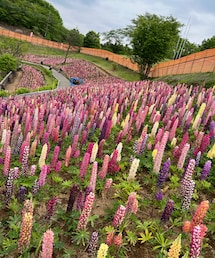 見渡す限りルピナス✨ | その他