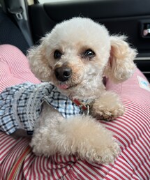 チャコはチェックのワンピだよ💙👅 | ペットウェア