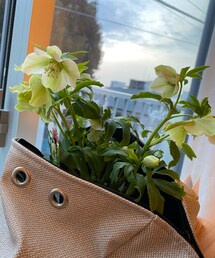 大好きなクリスマスローズ🌼 | フレグランス