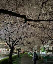 ウチの近所の桜🌸 | ぽつんと立ってるのは旦那です🌸(その他)