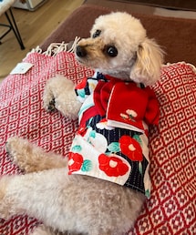 椿柄の浴衣🌸 | ペットウェア