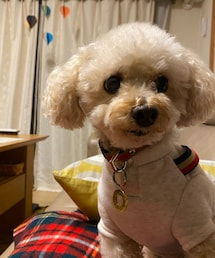 トリミングまであと2日のチャコ💗 | ペットウェア