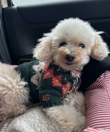 チャコもニット💚 | ペットウェア