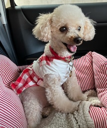 チャコは10歳になったよ🎂✨ | ペットウェア