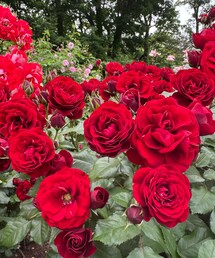 バラ園に行ってきたよ🌹 | たくさんの種類があった中でもバラらしいバラ🌹(その他)