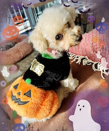 おしりかぼちゃ姫🎃 | ハロウィン1週間前から毎日このコーデ🎃アイドルは衣装はいつも同じなのだ🎃(ペットウェア)