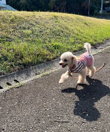 チャコは楽しい〜🌸 | ペットウェア