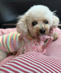 チャコも能登Tが欲しいー💗 | ペットウェア