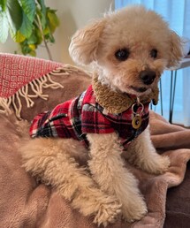 布団乾燥機の上で暖をとるチャコ❤️ | ペットウェア