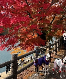 紅葉🍁 | かわいい細いワンコたち💗(ペットウェア)