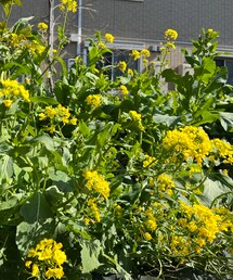 野生味溢れる我が家の菜の花🌼 | その他