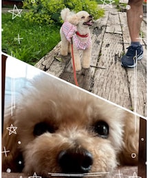 この写真を見て作ってくれました💗 | ブローチ/コサージュ