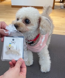 チャコみたいなブローチ貰ったよ💗 | ペットウェア