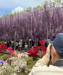 足利フラワーパーク💜 | 藤を撮る父を撮る(その他)