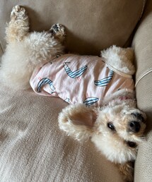 すごい寝相のチャコ🐧 | あっついよねぇ〜(ペットウェア)