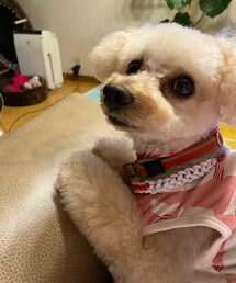チャコは常に横にいるよ🌸 | ペットウェア