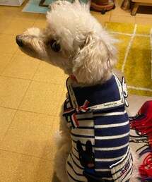 チャコもセーラーでボーダーだよ❤️ | ペットウェア