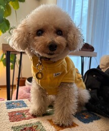 お客様に撮られる時は素直にカメラ目線💛 | ペットウェア