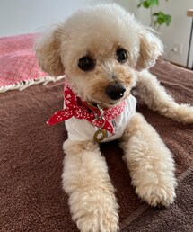 チャコはバンダナ巻き巻き🌸 | ペットウェア