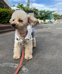 爽やかなチャコ🌸 | ペットウェア