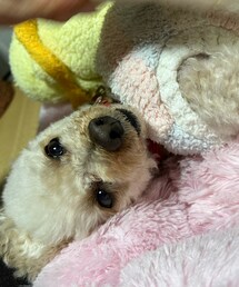 うっとり🌸 | ペットウェア