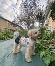 キリリとしてみたり | ペットウェア