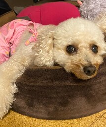 チャコはみんなといるよ💗 | ペットウェア