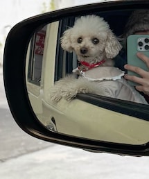 車内から乗り出して雪をみるチャコ☃️ | ペットウェア