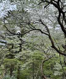 全てツツジ✨ | 愛子様のお印の花、ゴヨウツツジは可憐で素敵でした✨(アウトドアグッズ)